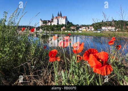 Papaveri rossi sul prato della sponda del fiume, Elba, Germania, Meissen, Sassonia, paesaggio di campagna con sfondo del castello Foto Stock