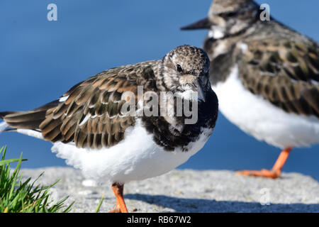 In prossimità dei due turnstones appollaiate sul molo di Weymouth Foto Stock