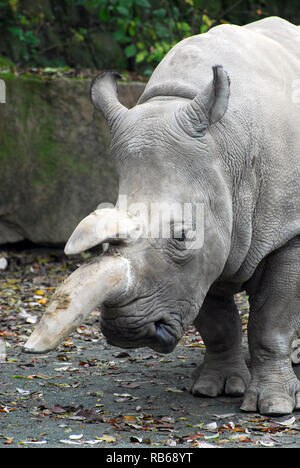 Rinoceronte bianco settentrionale nello Zoo Dvur Kralove, Repubblica Ceca. Ceratotherium simum cottoni, Breitmaulnashorn, eszaki szelesszeju orrszarvu Foto Stock