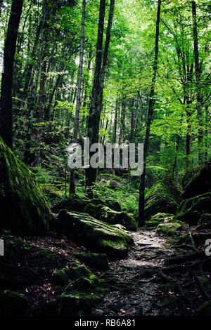Sentiero della foresta tra massi di Mossy e alberi alti - Wild Woodland Trail Foto Stock
