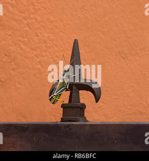 Grasshopper closeup sul ferro battuto post e parete arancione in background Foto Stock