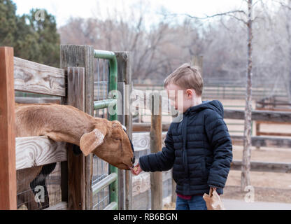 Il Toddler Boy alimenta una capra in una fattoria di città in Colorado Foto Stock