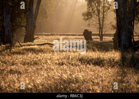 La mattina presto sun streaming attraverso una gomma tree forest, illuminazione posteriore lungo erba secca nelle zone rurali del Victoria Australia Foto Stock