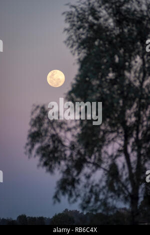 Luna piena su silhouette di Australian gum tree Foto Stock