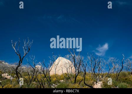 Alberi bruciati e ricrescita verde con stark pietra paesaggio, Wilsons Promontory, Victoria Australia Foto Stock