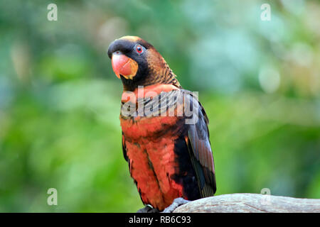 Si tratta di una chiusura di un dusky lory appollaiato in una struttura ad albero Foto Stock