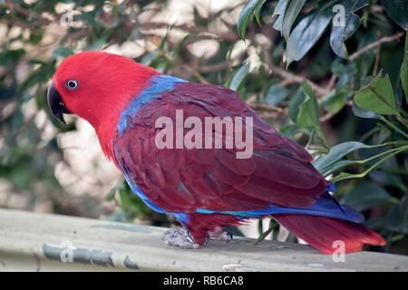 Questa è una vista laterale di una femmina di pappagallo eclectus seduto su una recinzione Foto Stock