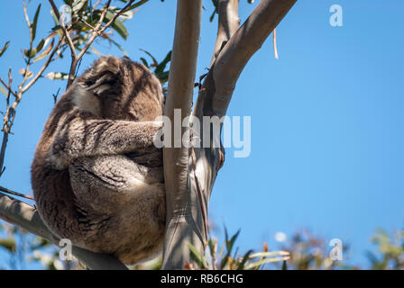 Il Koala dormire a uncino di una gomma ramo di albero, Victoria Australia Foto Stock