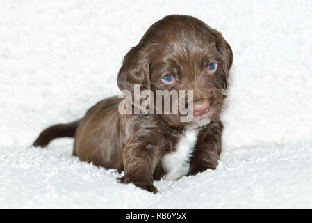 Sprocker Spaniel cucciolo Foto Stock