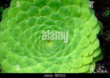 Aeonium tabuliforme,flat-sormontato aeonium,succulenta,succulente,mix,miscelati,display,visualizza,RM floral Foto Stock
