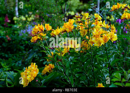 Alstroemeria violacea amicizia giallo, fiori, fiori, fioritura, offerta perenne, RM Floral Foto Stock