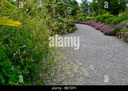 Persicaria campanulata,Knotweed minore,stelo rosso,red derivava,fiori bianchi,Geranio Anne Thomson,Magenta,rosa,viola,fioritura,perenne,l'estate,bordo,essere Foto Stock