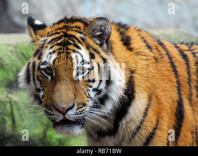 Tigre Siberiana, Sibirischer Tiger, Amurtiger oder Ussuritiger, szibériai tigri, Panthera tigris altaica Foto Stock