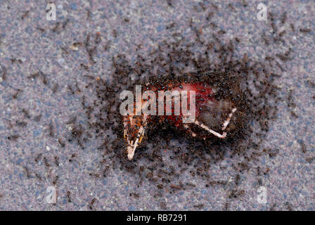 Le formiche mangiare un pulcino che è sceso dal suo nido Foto Stock