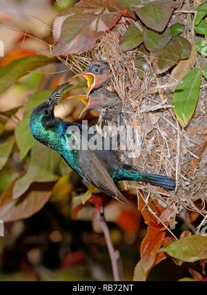 Maschio di alimentazione sunbird i suoi pulcini nel nido Foto Stock