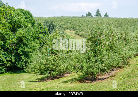 Meleto in Wisconsin rurale Foto Stock