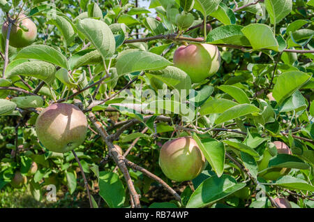 Meleto in Wisconsin rurale Foto Stock