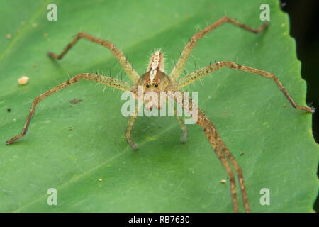 Lynx spider - Oxyopidae close-up sulla foglia verde Foto Stock