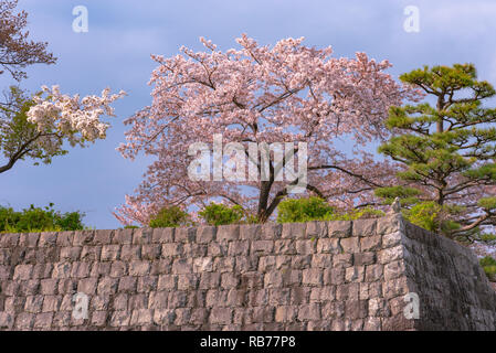 Shizuoka dello skyline della città con la fioritura dei ciliegi (castello Sunpu park) Foto Stock