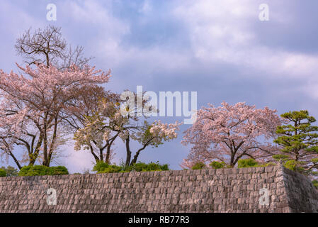 Shizuoka dello skyline della città con la fioritura dei ciliegi (castello Sunpu park) Foto Stock