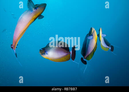 Bignose Unicornfish balneazione in bolle di aria, Naso vlamingii, Oceano Indiano, Maldive Foto Stock