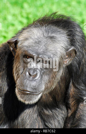 Chimpanzee, Schimpansen, Chimpanzé commun, Pan troglodytes, csimpánz Foto Stock