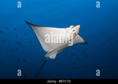 Raggio di aquila chiazzato, Aetobatus narinari, Oceano Indiano, Maldive Foto Stock