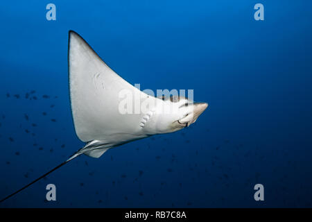 Raggio di aquila chiazzato, Aetobatus narinari, Oceano Indiano, Maldive Foto Stock