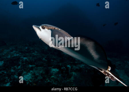 Raggio di aquila chiazzato, Aetobatus narinari, Oceano Indiano, Maldive Foto Stock