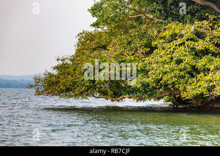 Mangrovie sulla banca del fiume tropicale in Sri Lanka Foto Stock