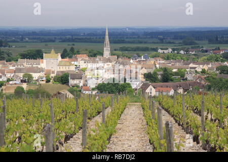 I vitigni che crescono in campagna francese sulla collina sopra la città di Meursault nella regione della Borgogna Francia Foto Stock