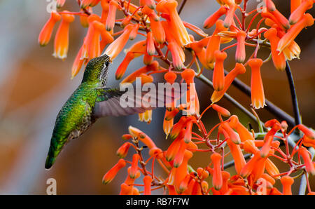 Hummingbird in volo alimentazione da arancio brillante Aloe Fiori Foto Stock