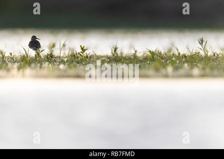 Ruff (Calidris pugnax) femmina in piedi su una gamba. Lubana complesso di zone umide. La lettonia. Foto Stock