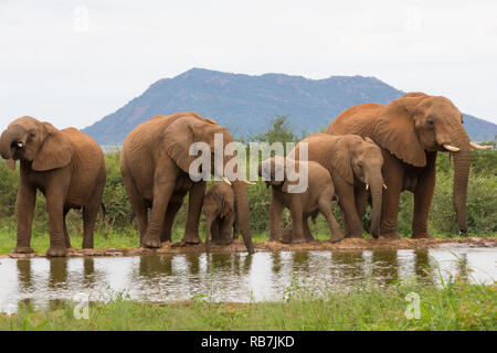 Una mandria di elefanti o famiglia di elefanti di bere in corrispondenza di un foro per l'acqua di irrigazione o foro nel selvaggio a Madikwe Game Reserve in Sud Africa e Africa Foto Stock