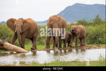 Una mandria di elefanti o famiglia di elefanti di bere in corrispondenza di un foro per l'acqua di irrigazione o foro nel selvaggio a Madikwe Game Reserve in Sud Africa e Africa Foto Stock