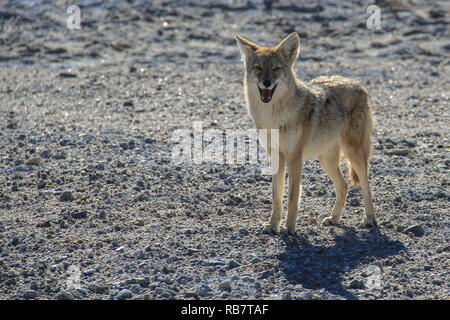 Coyote in cerca di cibo. Parco Nazionale della Valle della Morte. Foto Stock