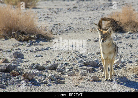 Coyote in cerca di cibo. Parco Nazionale della Valle della Morte. Foto Stock