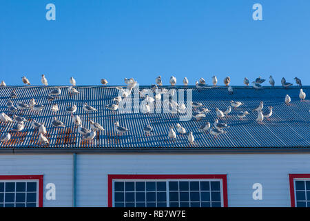 Flock of Seagulls su un tetto metallico contro un vivido blu cielo Foto Stock