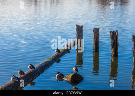 Le anatre domestiche in appoggio su di un registro e un rocknear Steveston, British Columbia Foto Stock