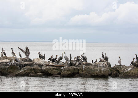 Pellicani marroni e cormorani in appoggio sulle rocce in acqua Foto Stock