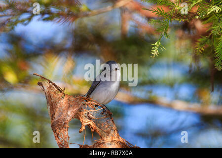 Colore grigio-blu gnatcatcher (Polioptila caerulea) sul ramo di albero Foto Stock