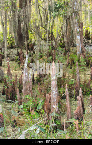 Cipresso calvo le ginocchia in acqua SWAMP. Foto Stock