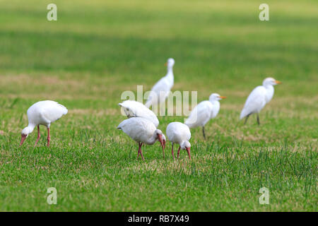 White Ibis e grande garzette rovistando sull'erba. Foto Stock