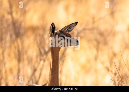 Antilope di Africa. Gazzella gerenuk. Samburu, Kenya. Foto Stock