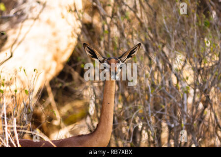 Ritratto di gazzella gerenuk. Samburu, Kenya. Foto Stock