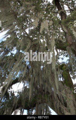 Muschio spagnolo (Tillandsia usneoides) appeso a un albero Foto Stock