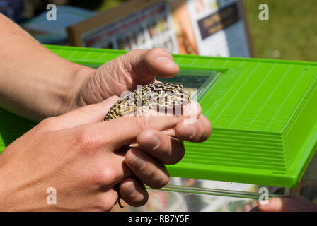 Comune Gecko di Leopard Foto Stock