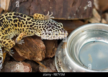 Comune Gecko di Leopard Foto Stock