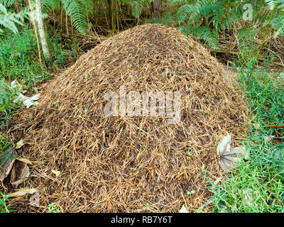 Legno Ant's Nest Foto Stock