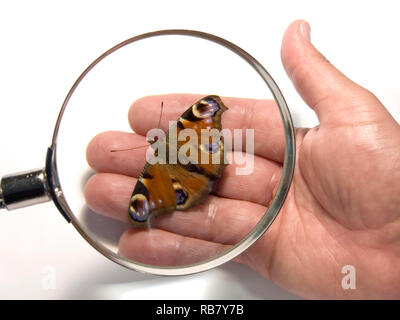 Farfalla pavone Foto Stock